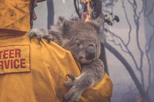 Rotary International x Currumbin Wildlife Sanctuary